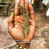 Locally grown Marijuana. Gtmemoirs/Damien Lewis Image