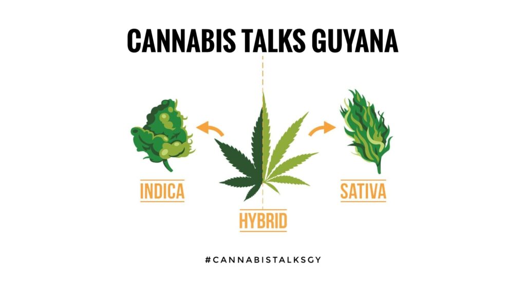 Guyana Hemp Conference will be hosting live conversations in collaboration with Cannabis Talks Guyana